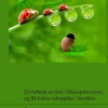 De ruller en fest i Marieprovinsen, og får halve valnødder i familien> Best