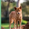 Dingo, Grøn Fagklub> New