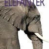 Elefanter> Best