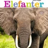 Elefanter> Sale