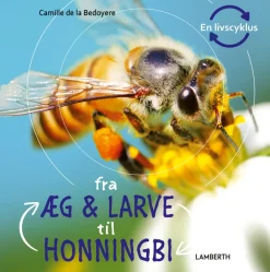 Fra æg og larve til honningbi> Hot