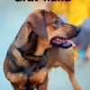 Gravhund, Grøn Fagklub> Hot