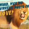 Hvad, hvis du virkelig mødte en løve?> Best
