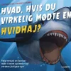 Hvad, hvis du virkelig mødte en hvidhaj?> Discount