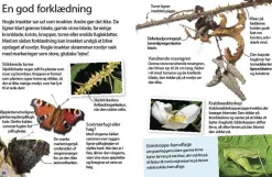 Insekter og edderkopper> Discount