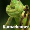 Kamæleoner> Clearance