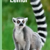 Lemur, Grøn Fagklub>