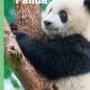 Panda, Grøn Fagklub> New