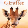 Små fakta: Giraffer>