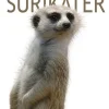 Surikater> Online