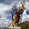 Verdens ældste, Blå Fagklub> New